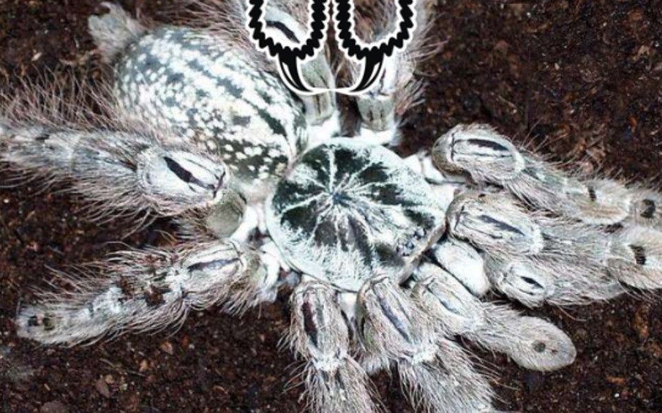 超迷你体型的多哥星团巴布_哔哩哔哩_bilibili