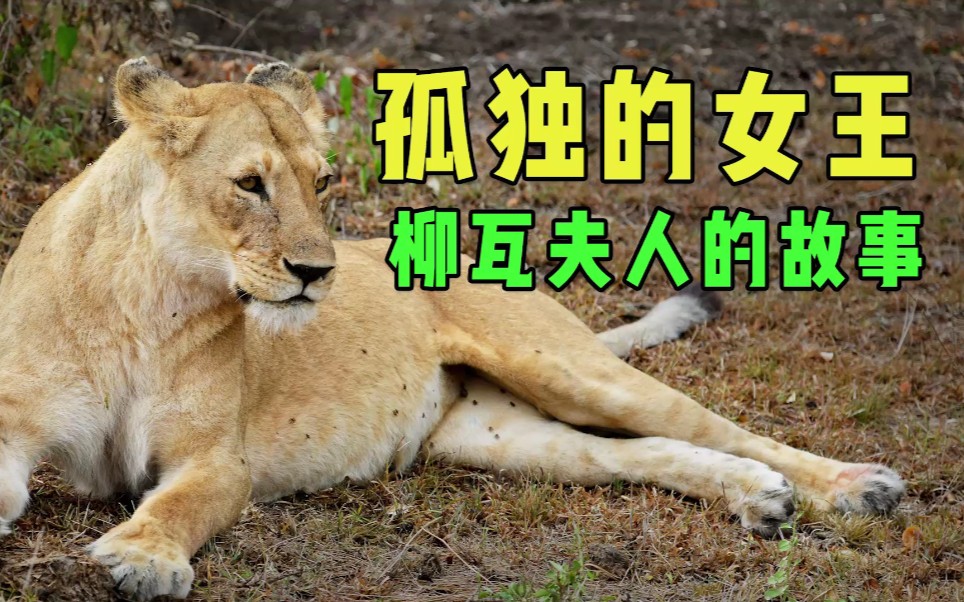 狮女王"柳瓦夫人"独战12只鬣狗,凶猛彪悍却极其亲近人类!