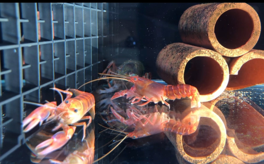 火山破坏者的魅力