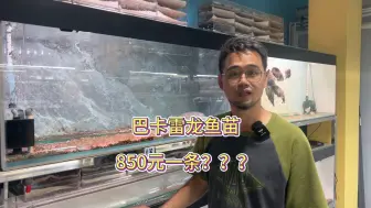 Download Video: 巴卡雷龙鱼苗850元一条？？？