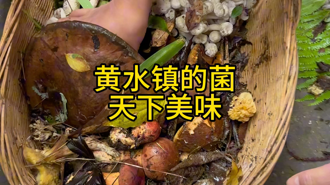 重庆石柱土家族自治县黄水镇的野生菌,天下美味!哔哩哔哩bilibili