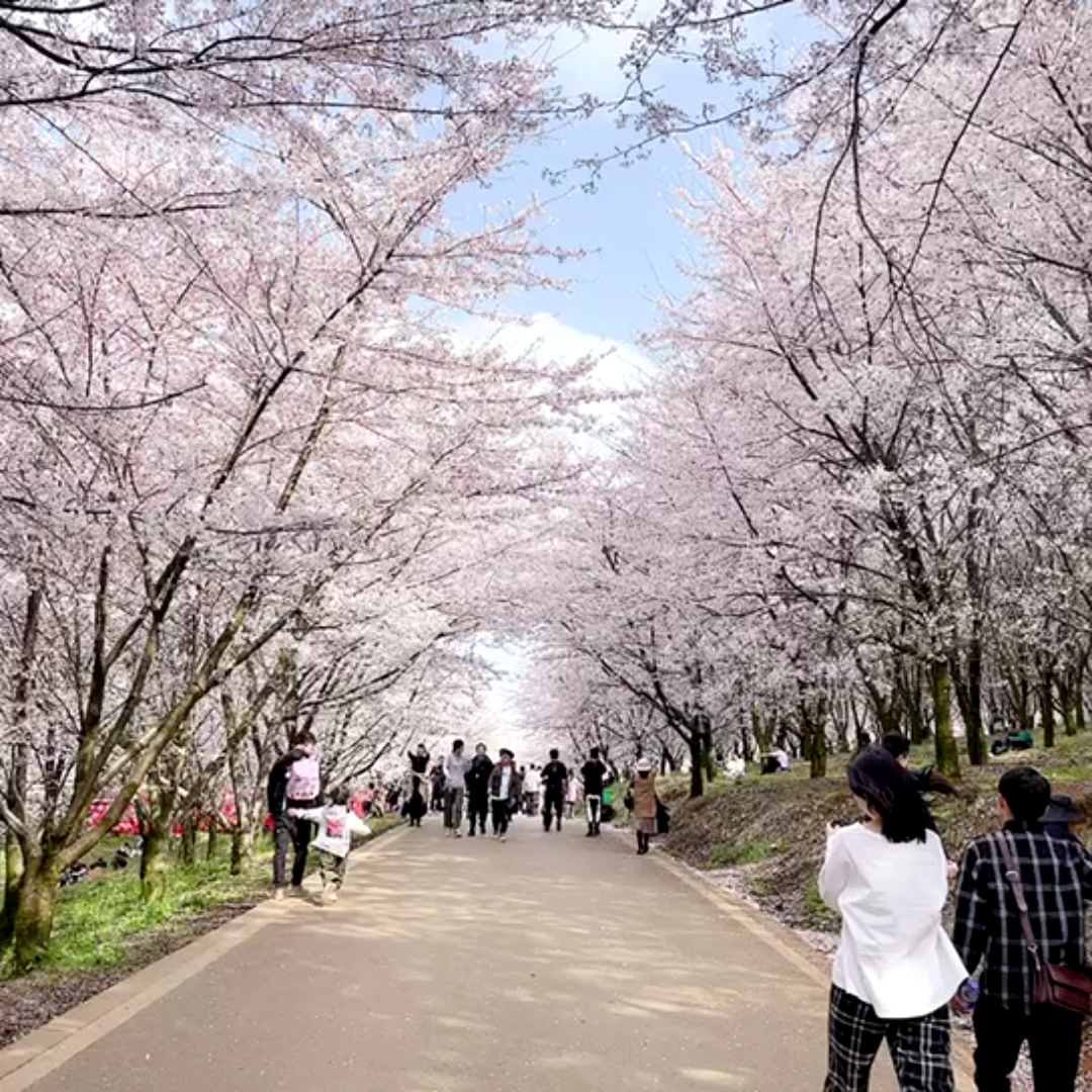 安顺平坝樱花花哔哩哔哩bilibili