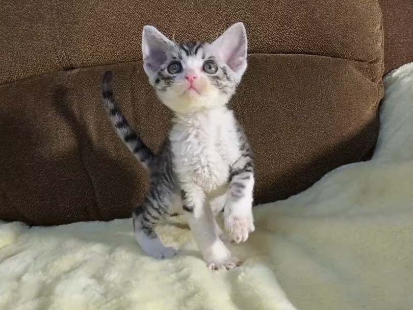 德文卷毛猫,银虎斑加白正开脸弟弟