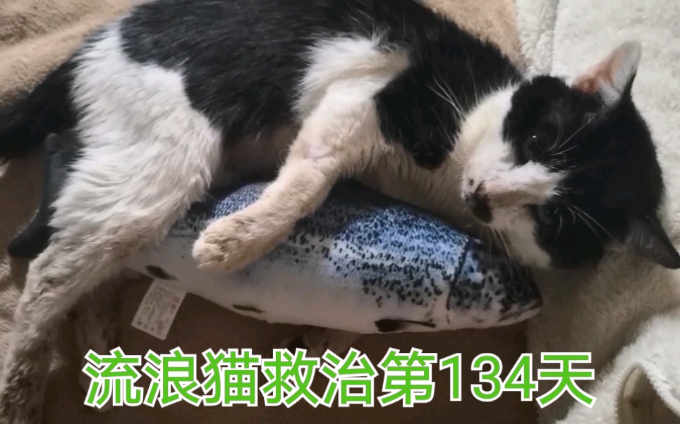 【阿天Day134】小猫咪阿天最喜欢晒太阳和小鱼干~哔哩哔哩bilibili