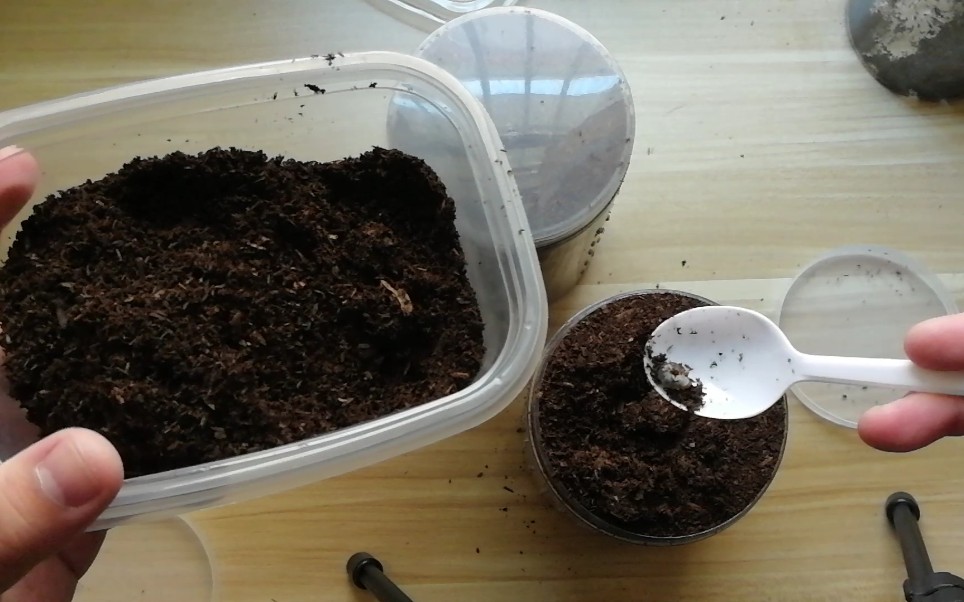 【甲虫】斑股幼虫换土