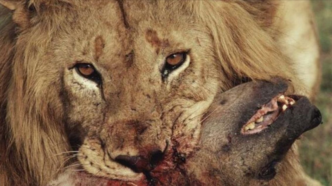 杀妻断子!传奇狮王银泰杜梅拉为报杀妻之仇,单杀两任鬣狗女王