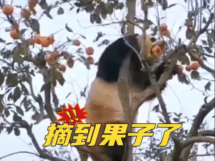 大熊猫爬树摘柿子吃,游客不淡定了哔哩哔哩bilibili