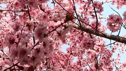 [图]在那樱花浪漫的季节