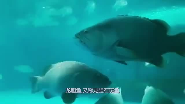 龙胆石斑鱼生性凶猛, 但营养价值超高, 你确定不养哔哩哔哩bilibili