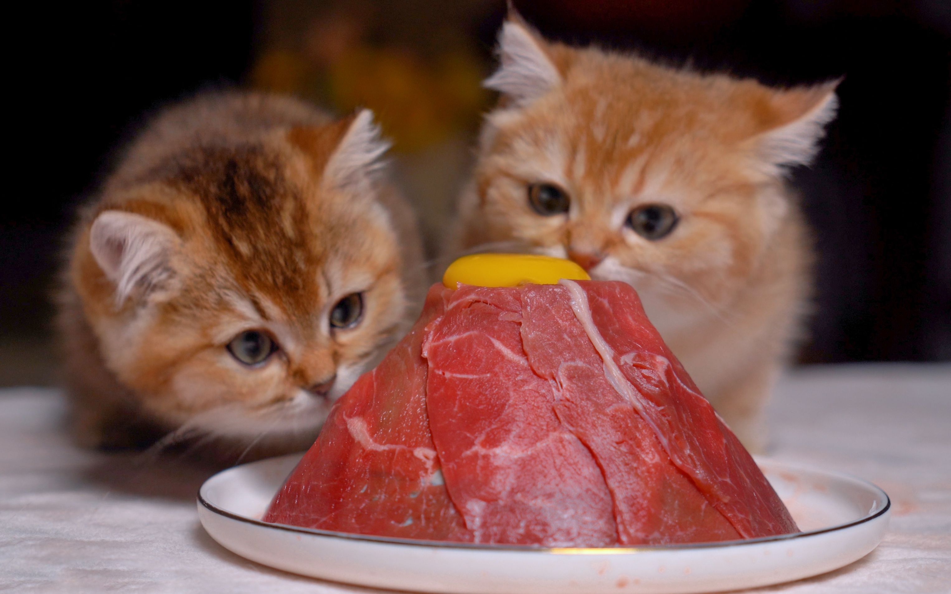 [图]猫咪吃火山牛肉，岩浆拉丝，超有食欲！