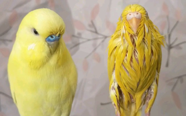 活动  【虎皮鹦鹉】洗澡后特别丑的黄红眼宝宝