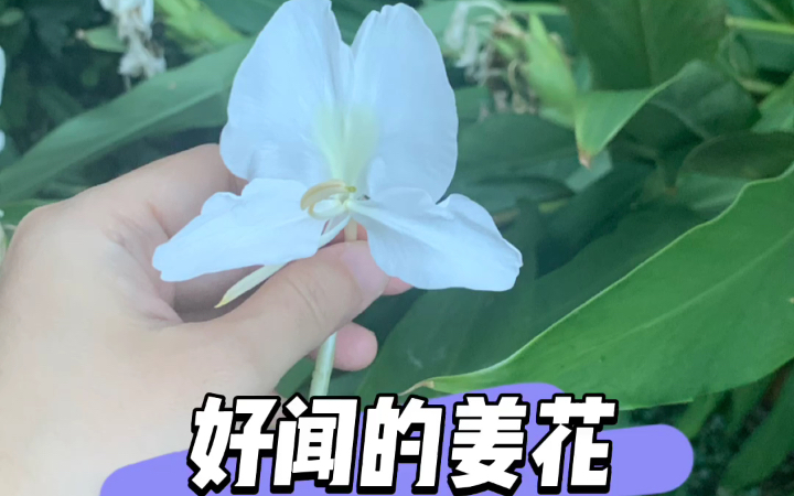 姜花,八月拍的了,现在有些朋友的也还在开哔哩哔哩bilibili