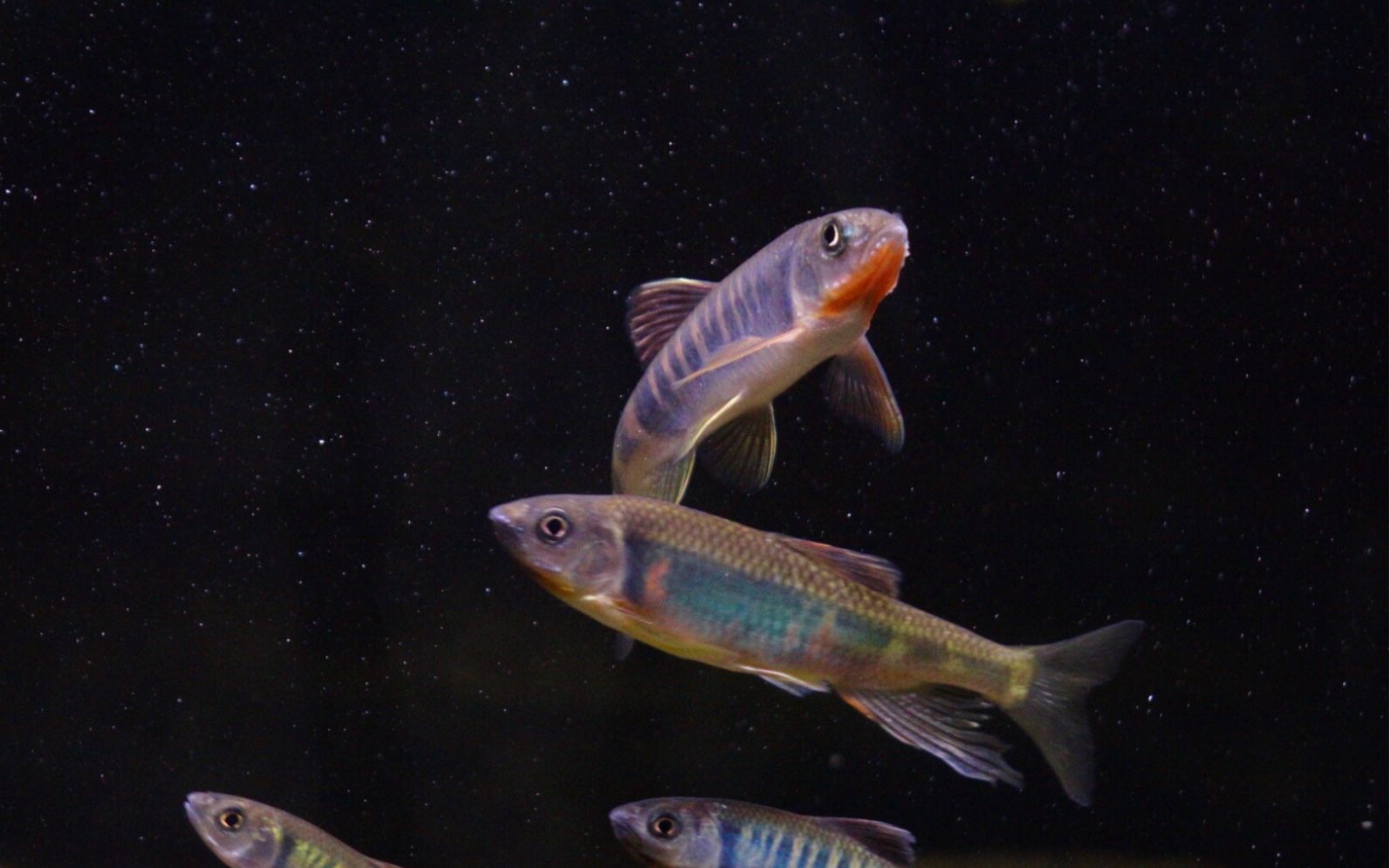 【类高屏鱲】你能相信这是野外小溪里不起眼的小鱼吗?