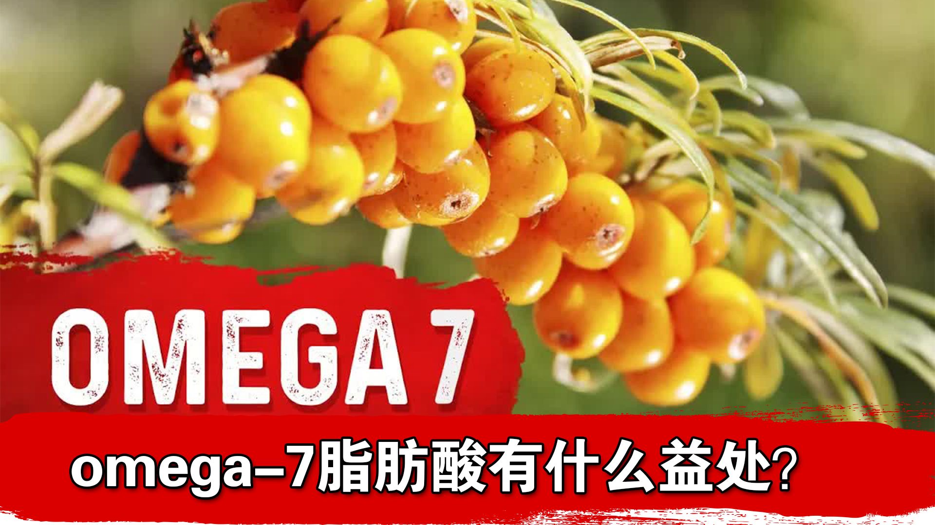 omega7脂肪酸有什么益处?哔哩哔哩bilibili