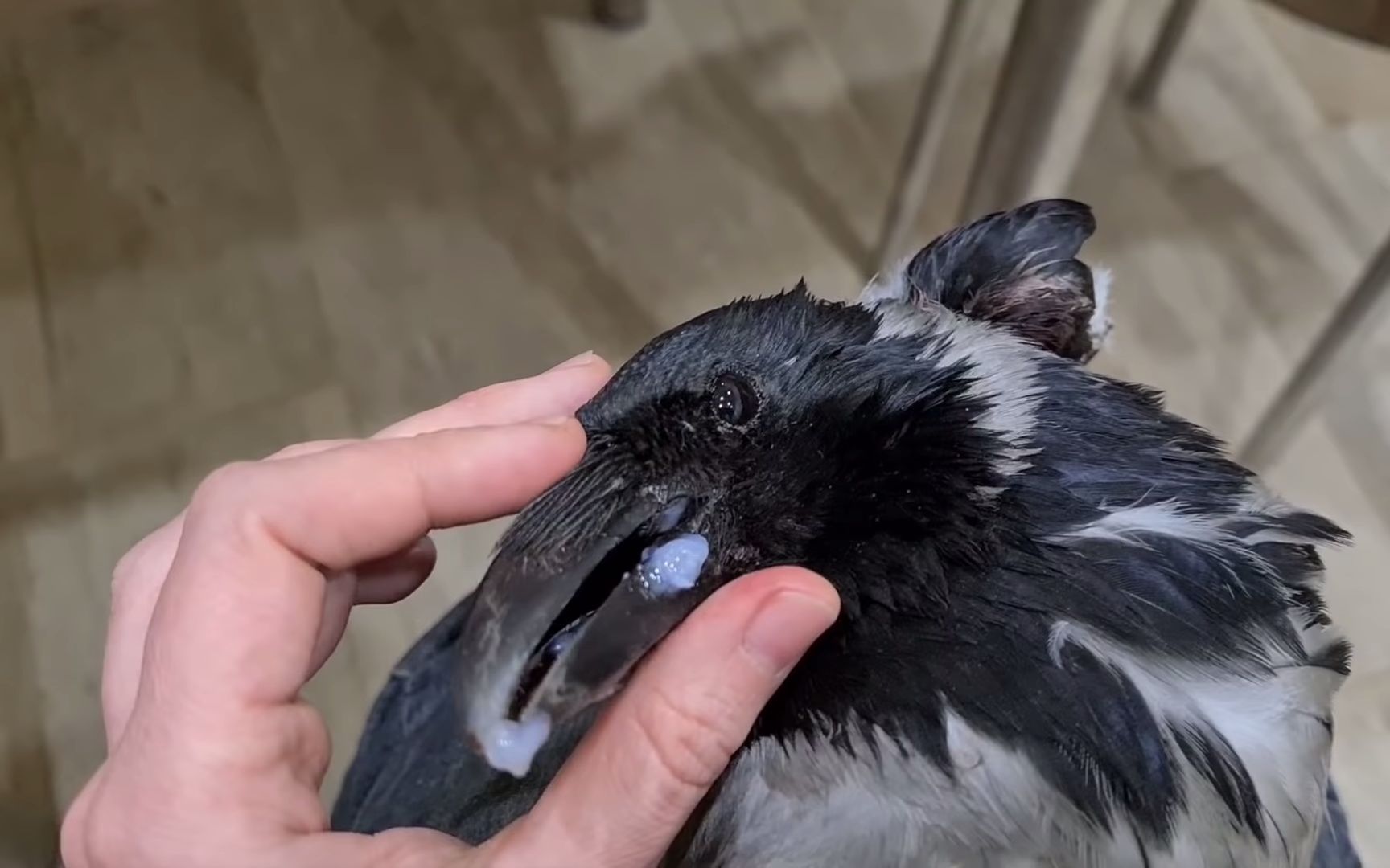 尝试治疗一只断喙的冠小嘴乌鸦&打鸟有罪,请善待生命