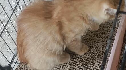 同一窝出生的长毛橘猫和短毛狸花猫 你更喜欢哪一只呢 哔哩哔哩