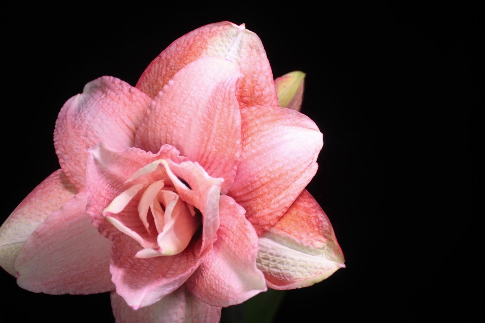 开花延时摄影朱顶红粉色荣耀实在是没想到这花太大出框了