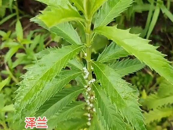 443 地笋:唇形科地笋属多年生草本植物.泽兰:毛叶地瓜儿苗的地上部分