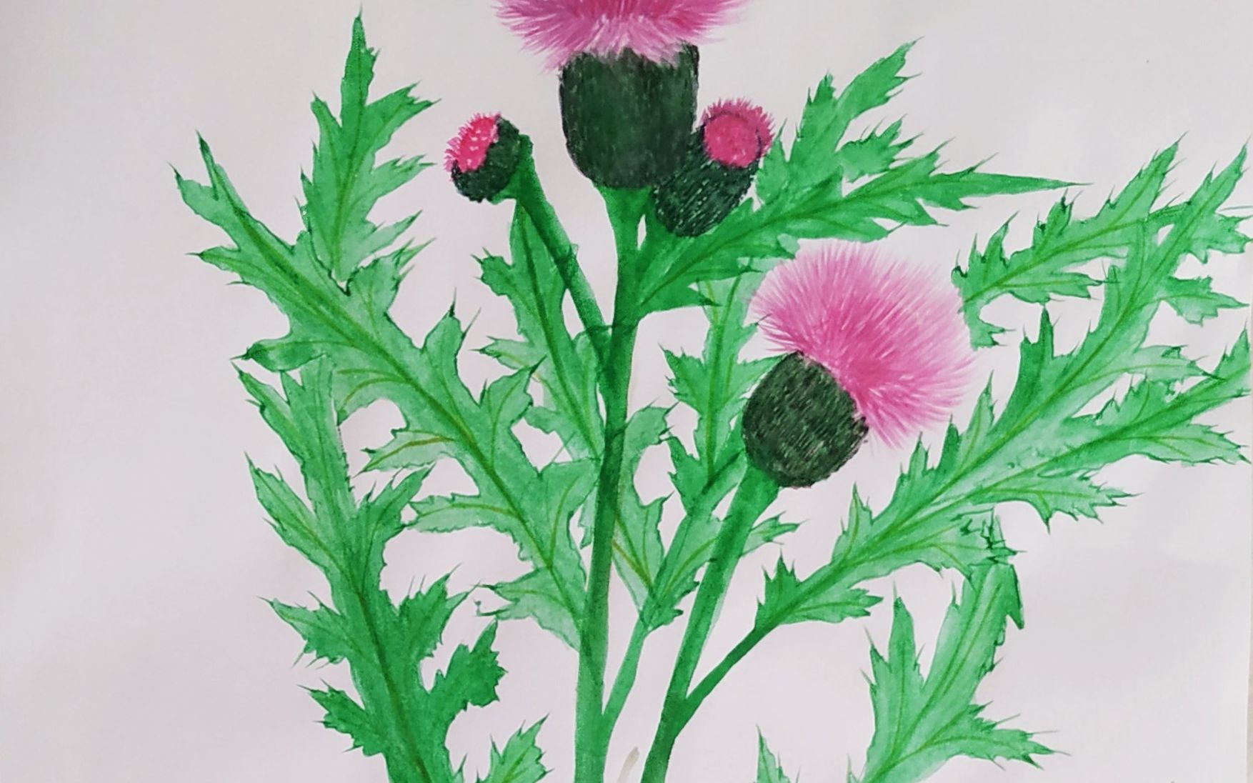 手绘草本中药《大蓟》