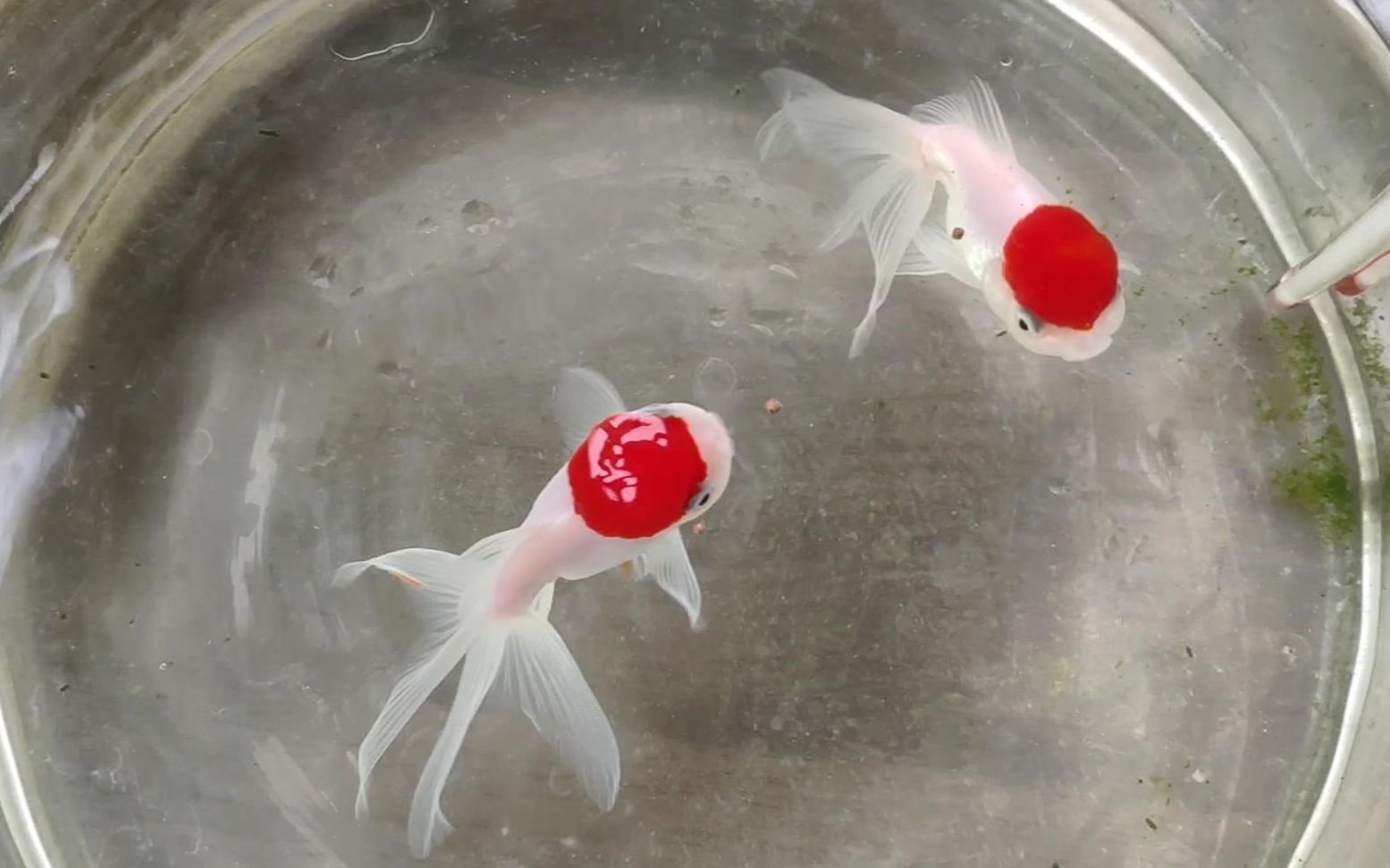 金鱼红帽子第二十四天天气越来越闷热了可别再缺氧了