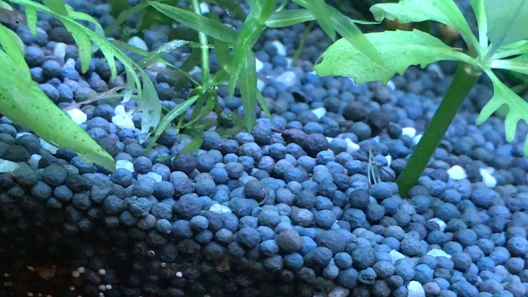 鱼缸白色小虫