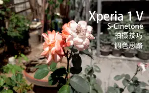 Download Video: 索尼手机 Sony Xperia 1 V S-Cinetone 拍摄、曝光、调色技巧