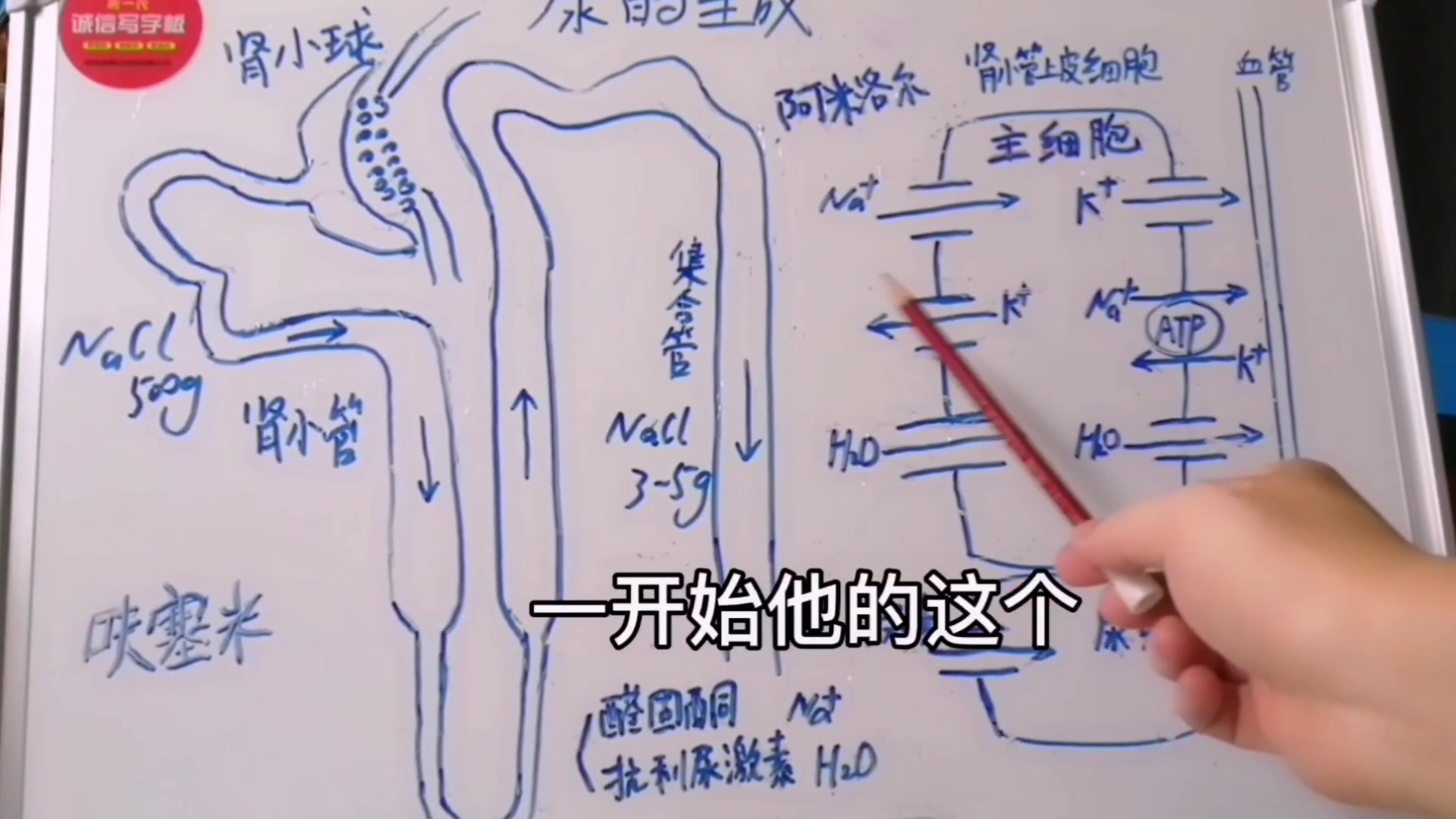 生理,远端小管和集合管重吸收功能有什么不一样?哔哩哔哩bilibili