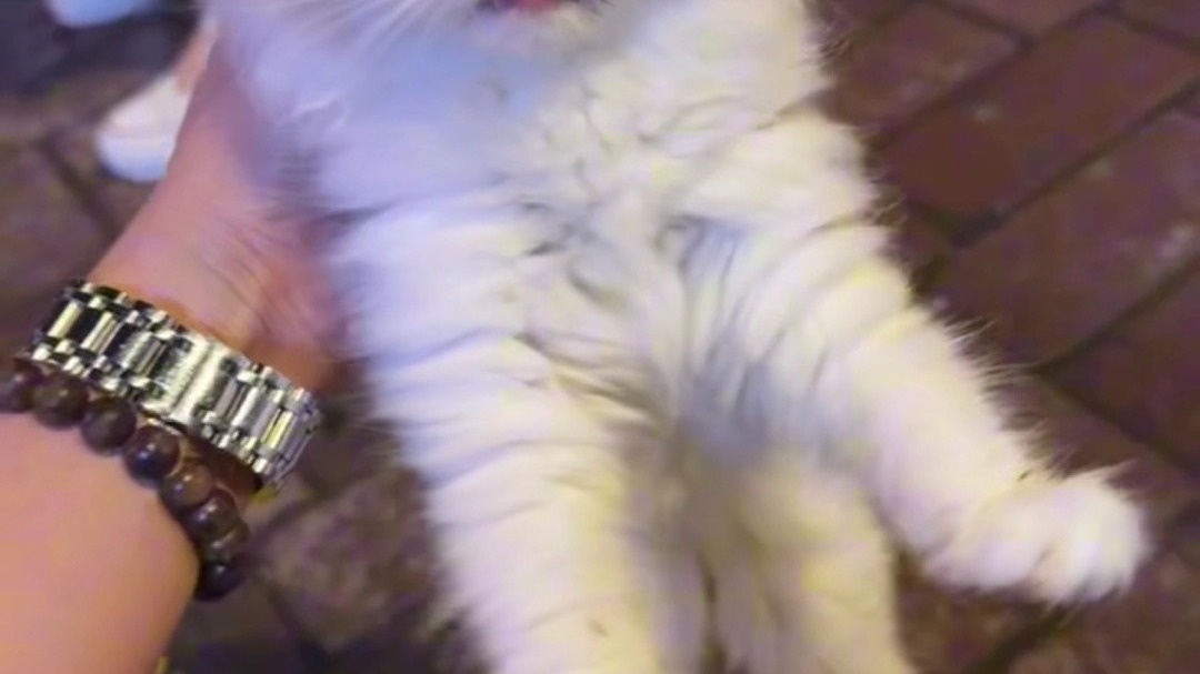 我把扔猫的人，揪出来了！