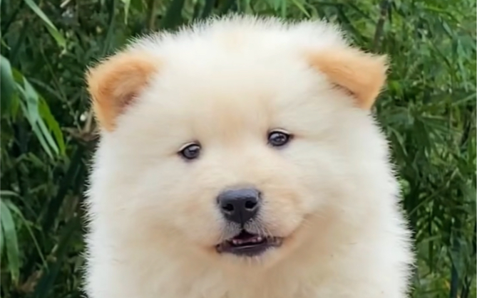 一分钟带你们了解白土松犬