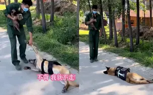 Download Video: 警犬见教官抱小狗秒吃醋，趴地上不走撒娇求背，僵持半天结局亮了