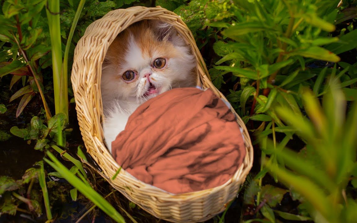 迈克猫的好搭档,phil猫原来是由老鼠养大的