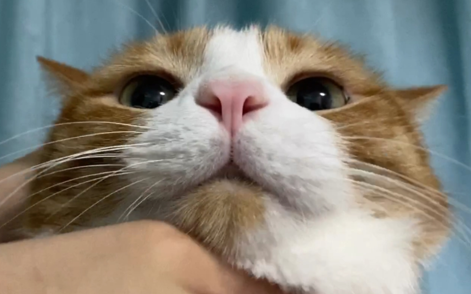 女孩子仰起头就是要你亲她哦