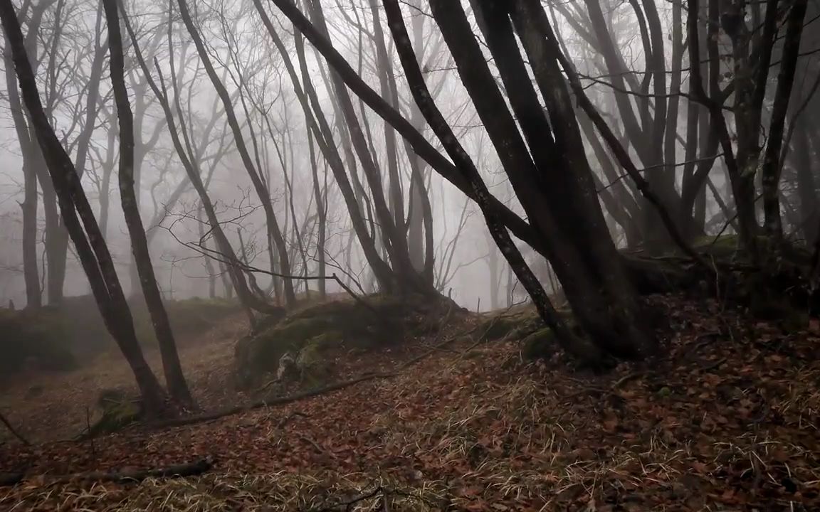 雨中穿越幽暗森林,有种寂静岭叠加怪核的感觉~助眠part-2
