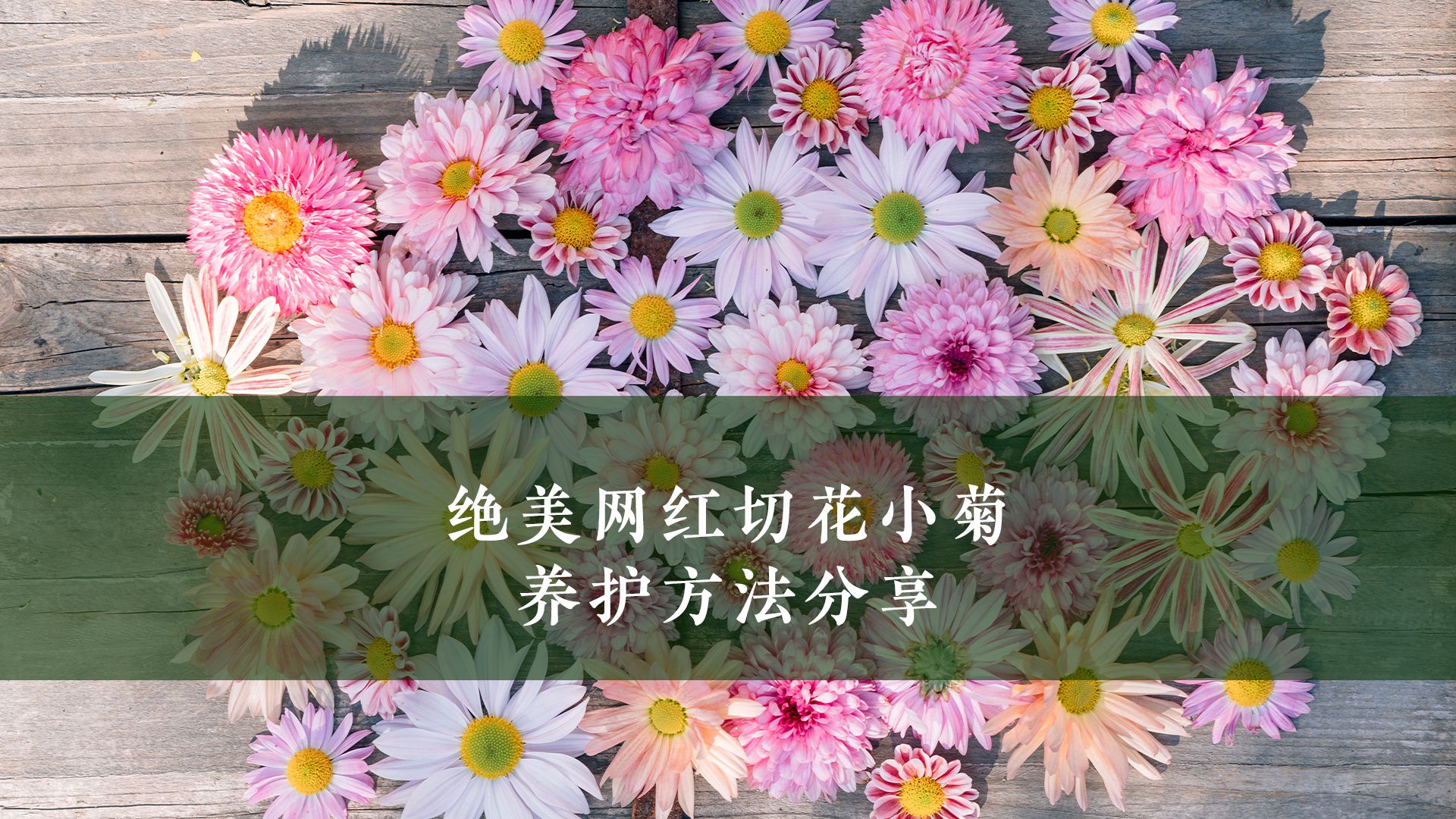 绝美网红切花小菊,养护方法分享哔哩哔哩bilibili