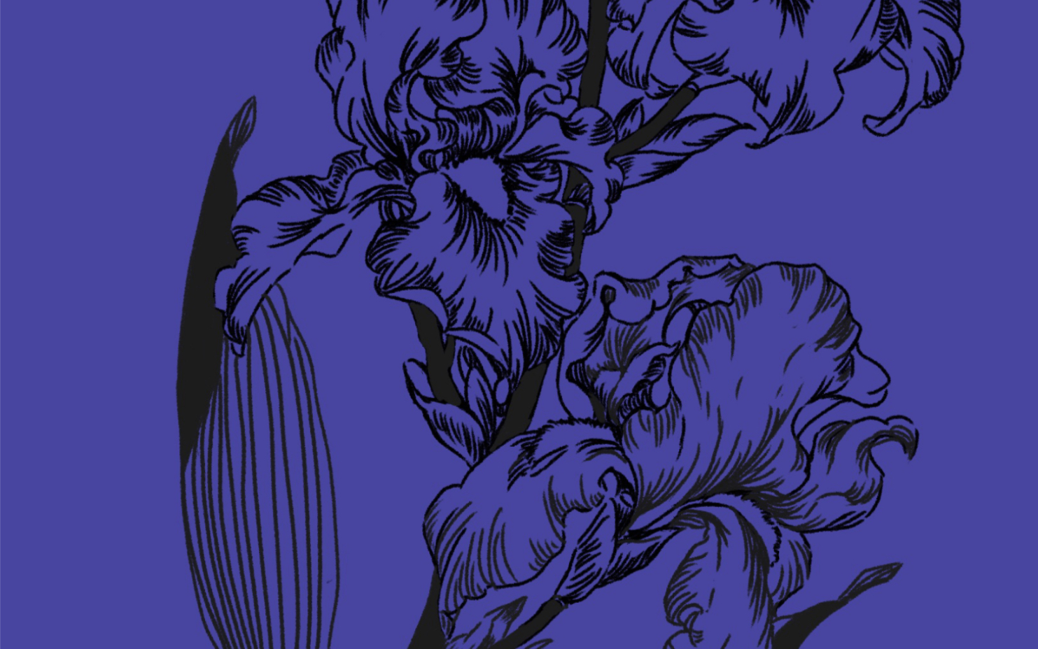 临摹线稿 线物语花草篇04香根鸢尾