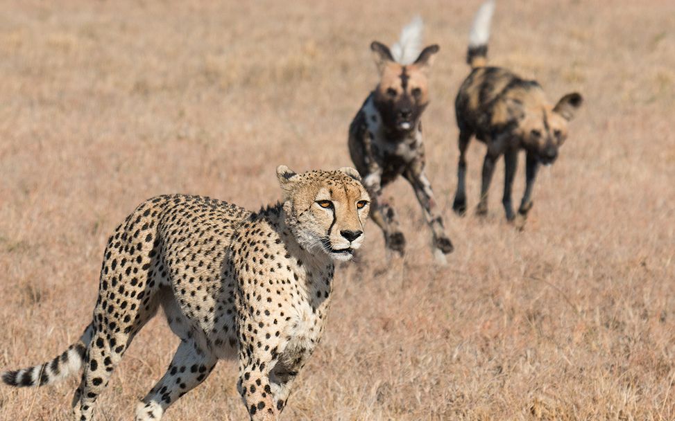 非洲野狗群又在欺负一只猎豹