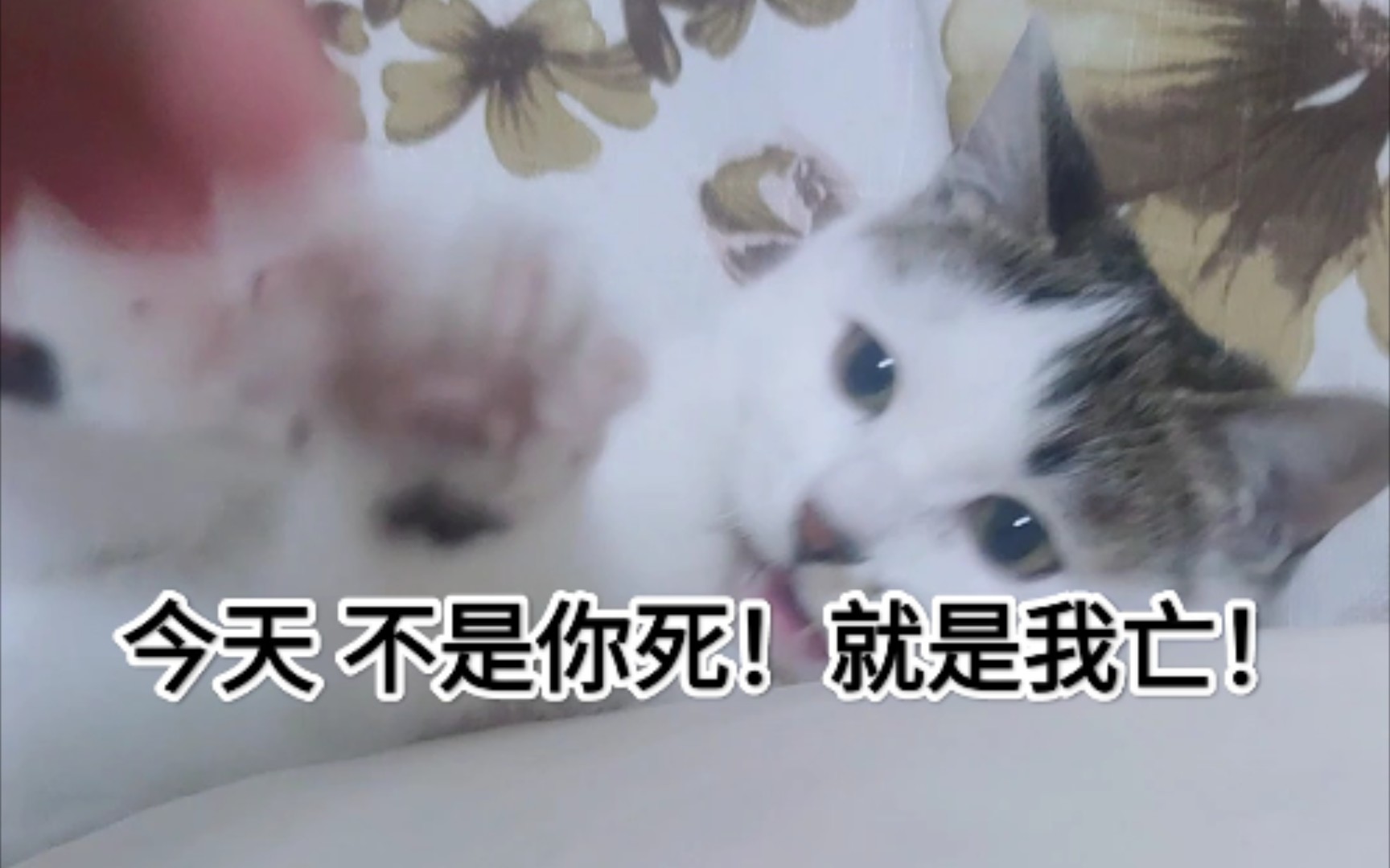 活动作品每日比武
