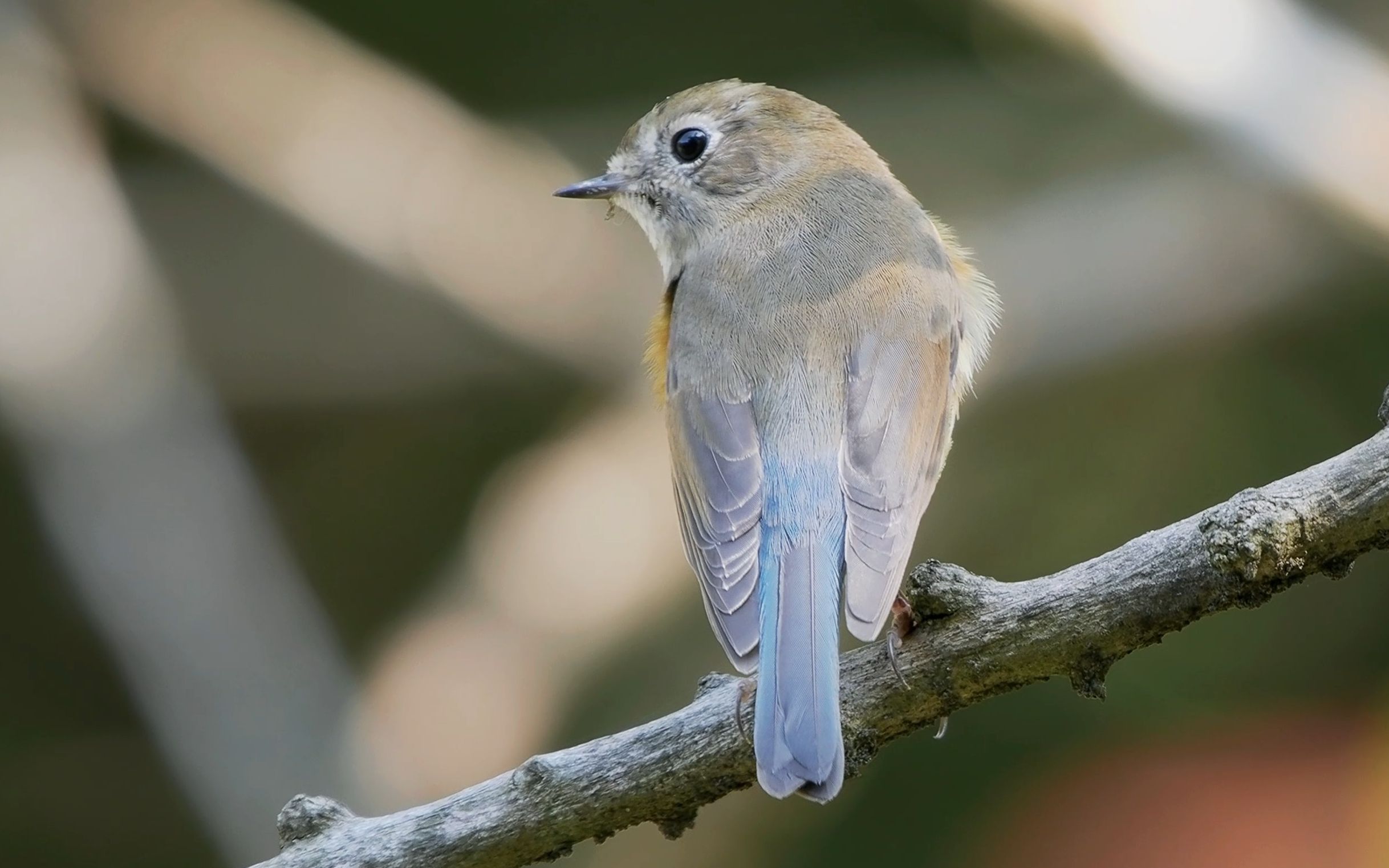 【趣味瞬间】红胁蓝尾鸲 看我蓝蓝小尾巴
