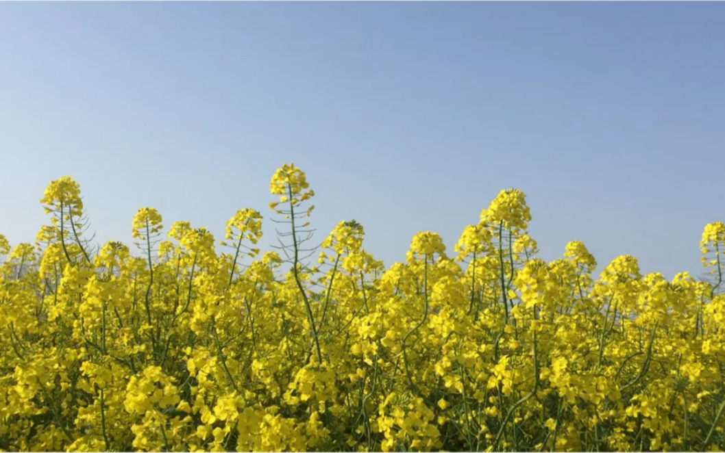 【植物】油菜花微风浮动,花香袭人,且听鸟鸣.哔哩哔哩bilibili