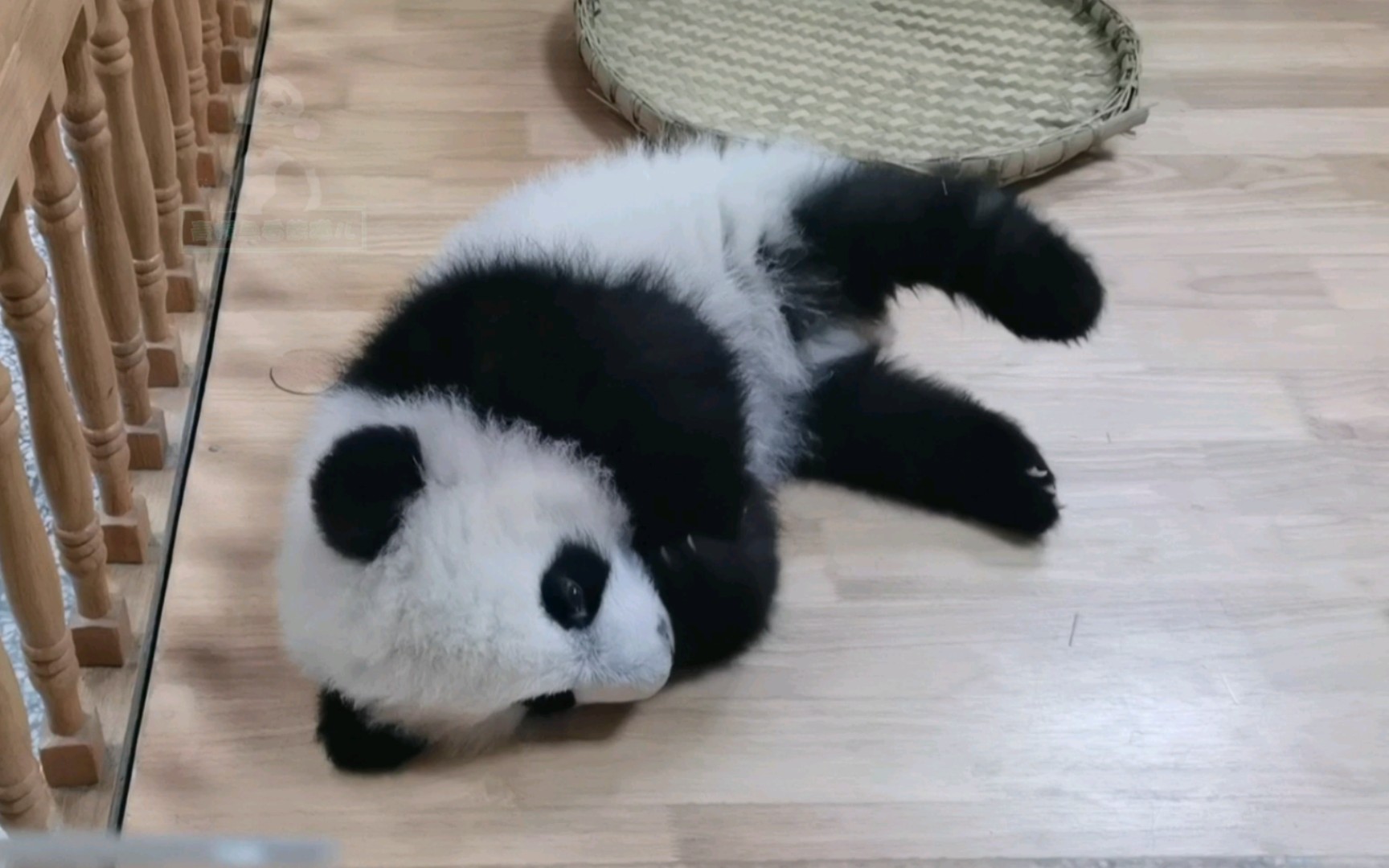 熊猫宝宝福多多图片