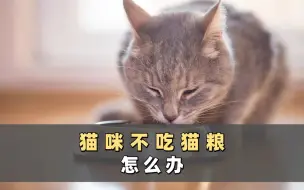 Download Video: 猫咪不吃猫粮怎么办，这几个方法教给你