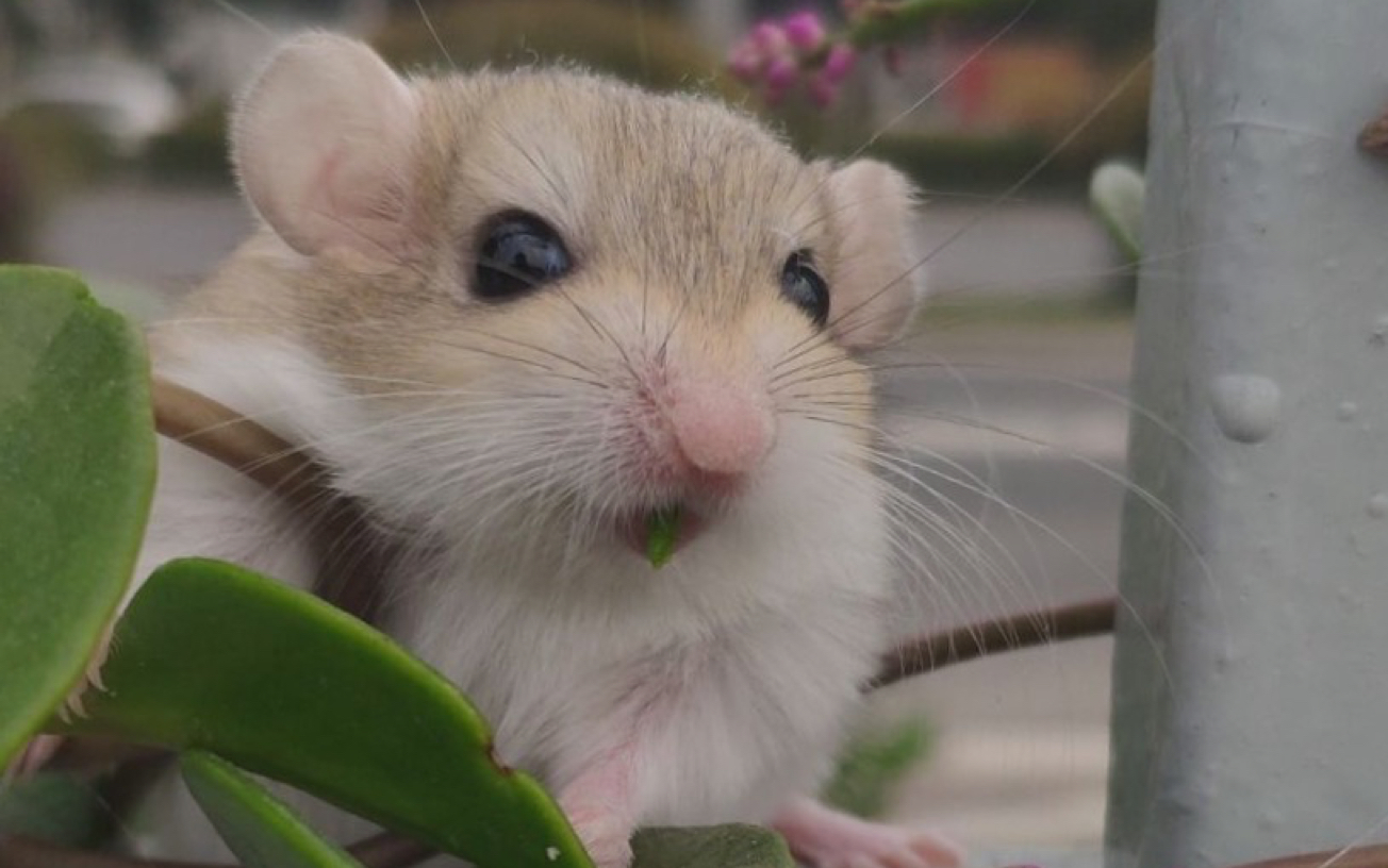 【通心粉鼠/北非肥尾沙鼠】初次碰到刚满月的通心粉鼠是什么样的感觉