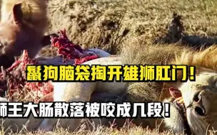 Tải video: 鬣狗脑袋掏开雄狮肛门！狮王大肠散落被咬成几段！肢体七零八落