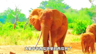 数学小故事：大象爷爷卖西瓜