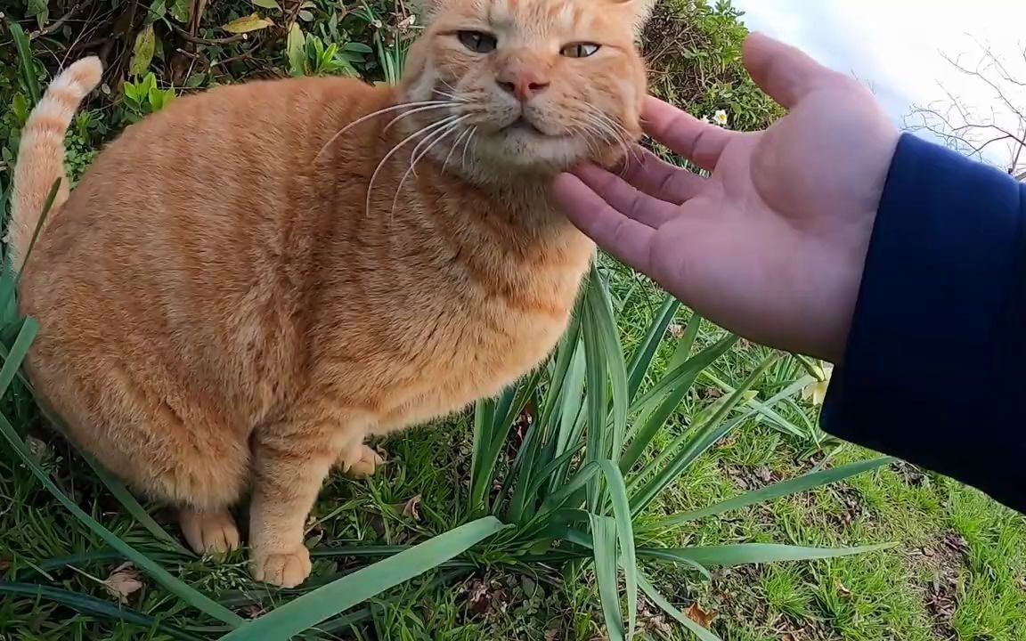 我正在给一只棕色的虎皮猫喂食,它经常打哈欠,一只野鸡猫闯了进来.哔哩哔哩bilibili