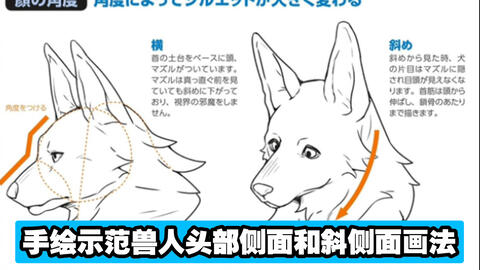 手绘 给不会画兽人头部的萌新教程 哔哩哔哩 Bilibili