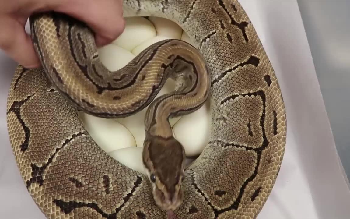 看看我们新生幼蛇地毯蟒蛇,还有一些正在孵化的蛇蛋,爬行动物 蜥蜴