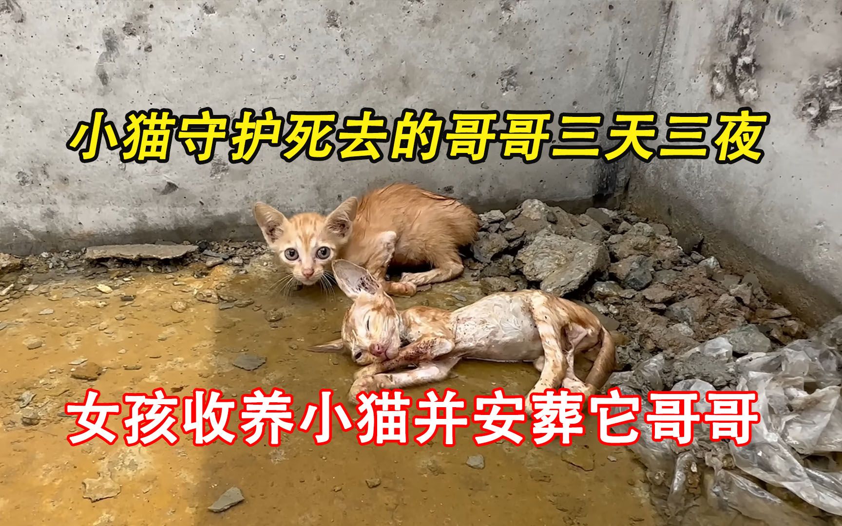 [图]小猫守护死去的哥哥三天三夜，女孩收养小猫并安葬它哥哥