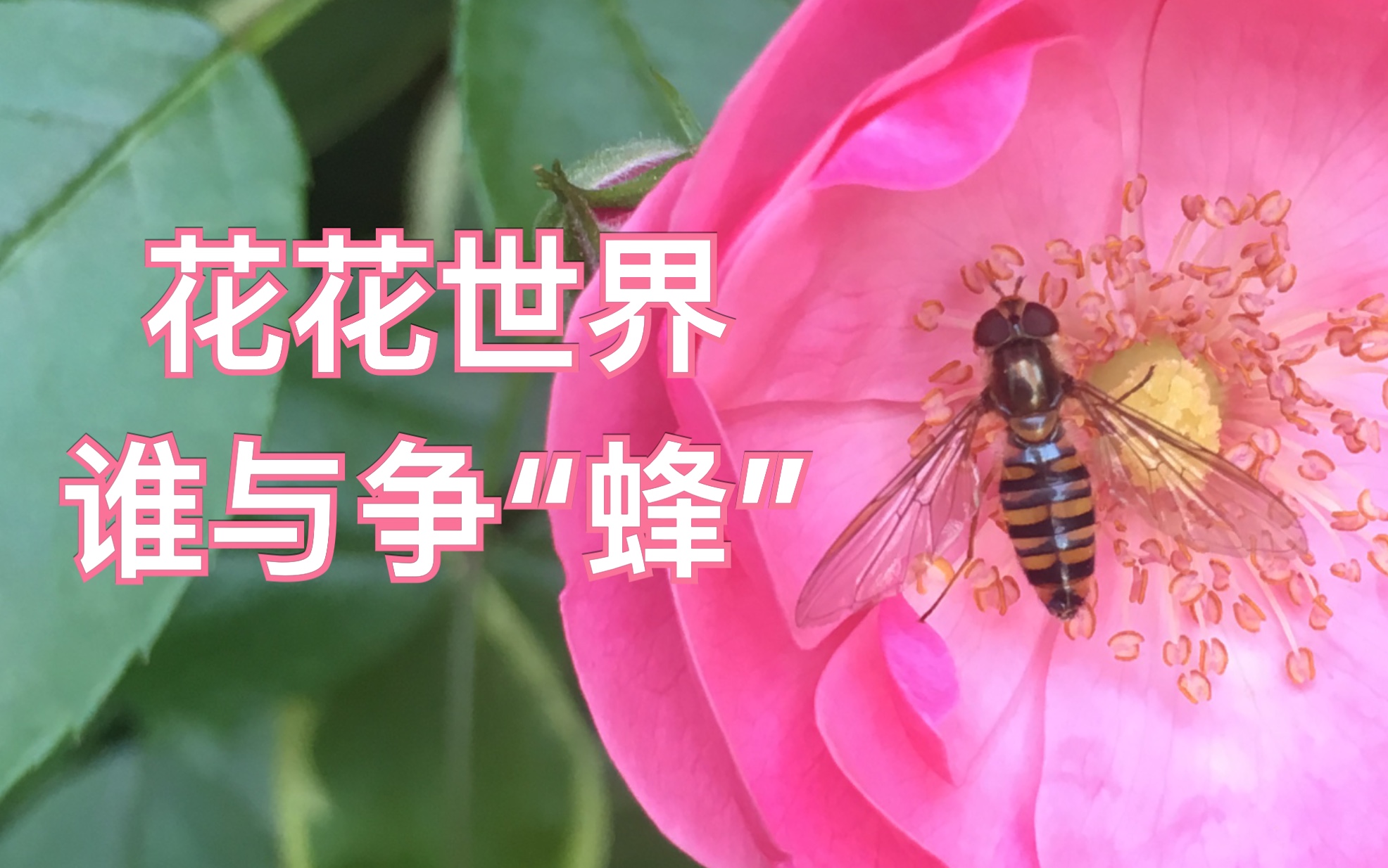 [图]【自然】食蚜蝇像蜜蜂，是无毒无害的小可爱，幼虫时期却是一枚猛将呢