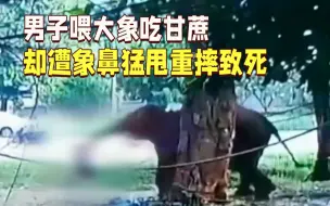 Download Video: 可怕！男子喂大象吃甘蔗 却遭象鼻猛甩重摔致死